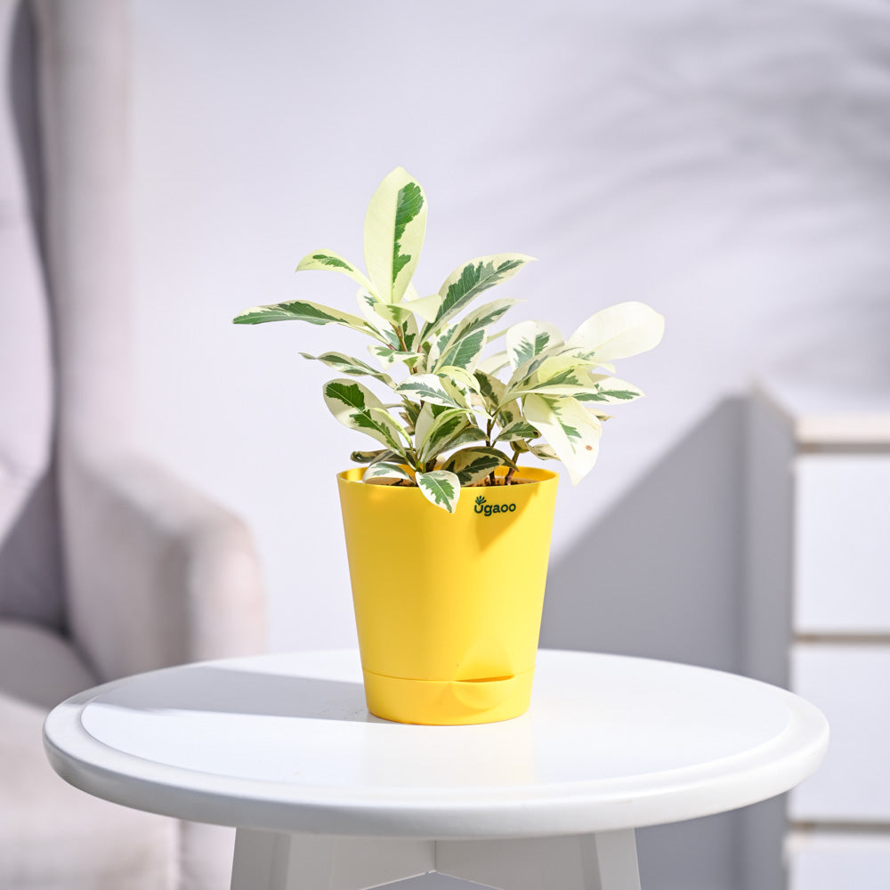 Ugaoo Ficus Prestige Plant - view 75