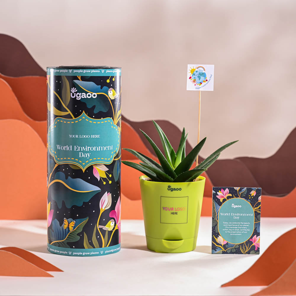 Ugaoo Aloe Vera Green Mini Plant For Environment Day Gifting - view 13