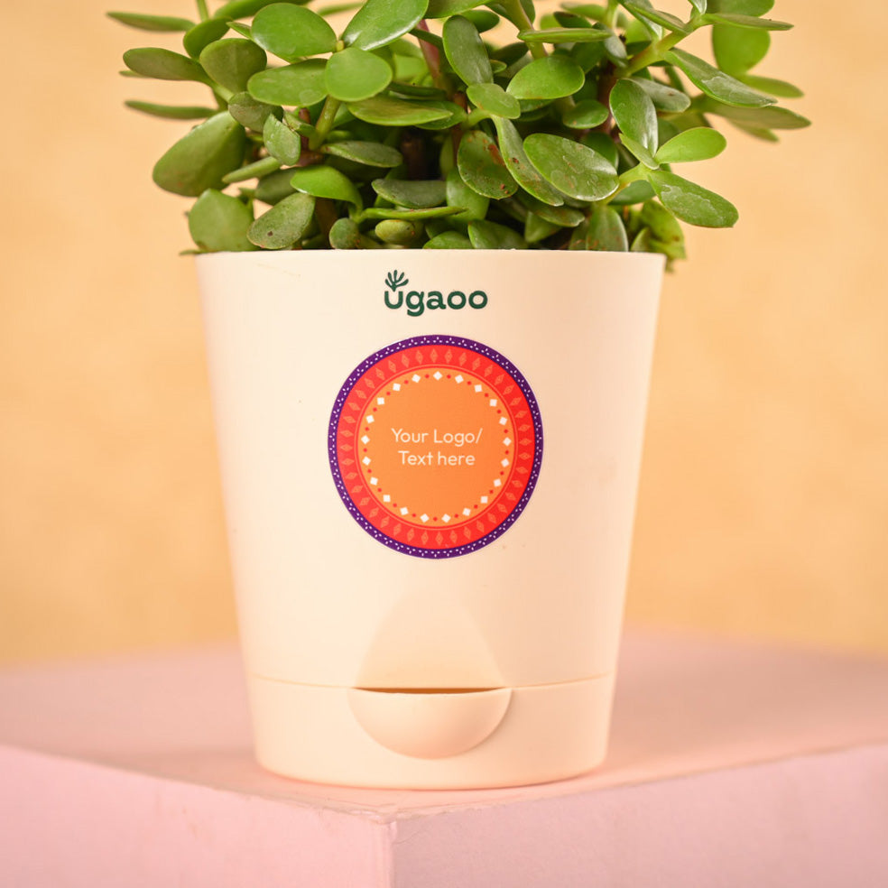 Ugaoo Jade Mini Plant & Phool Stick Box Diwali Gift Hamper - view 3