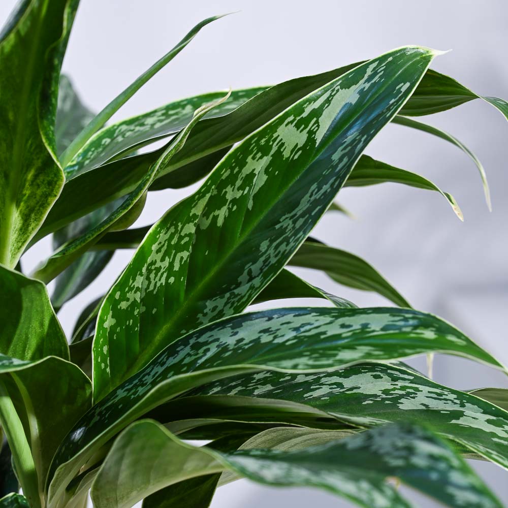 Ugaoo Aglaonema Queen Plant - view 36