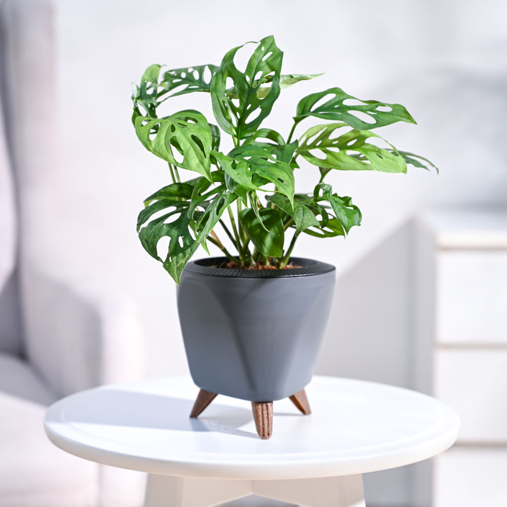 Ugaoo Broken Heart Plant - view 51