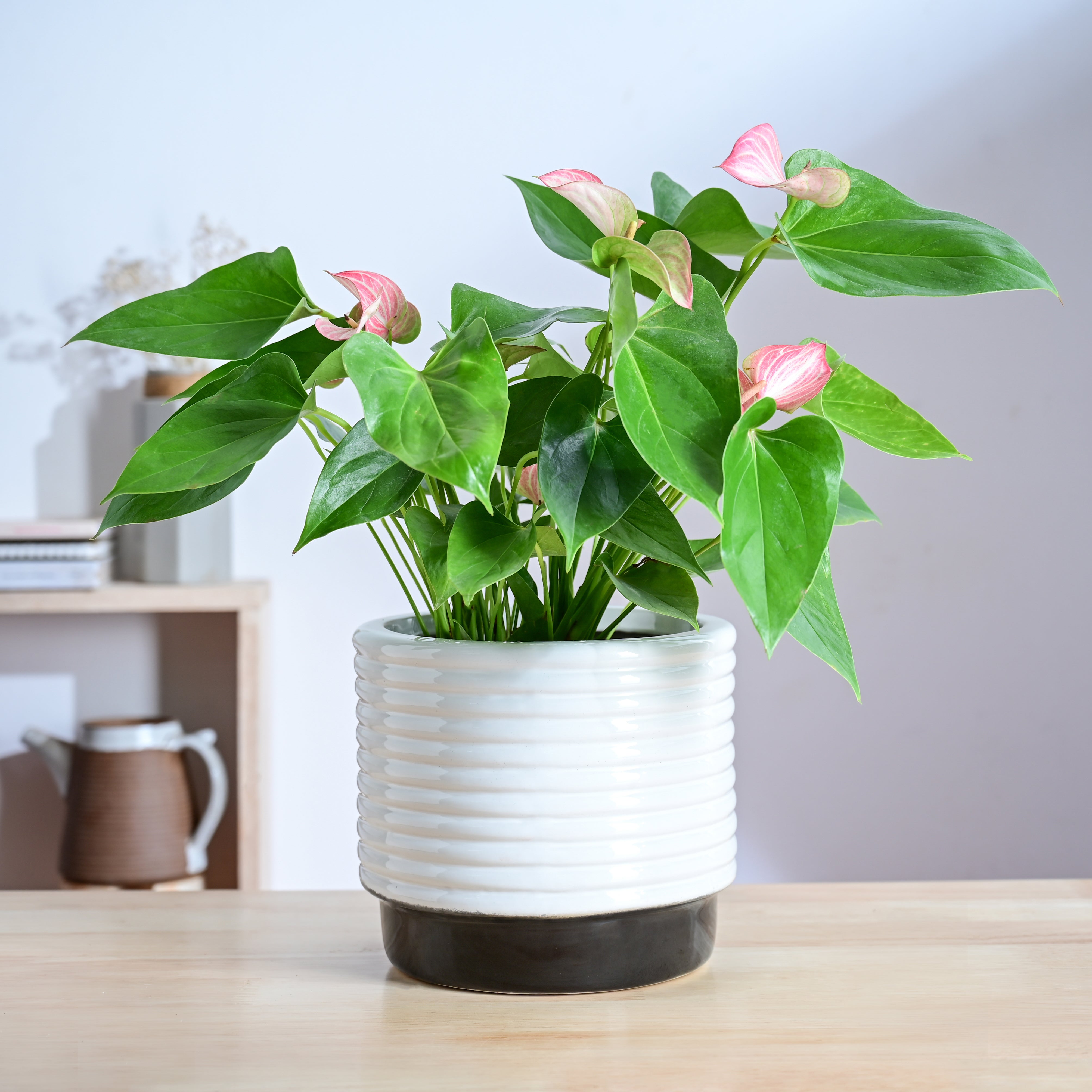 Ugaoo Untold stories Ceramic Planter