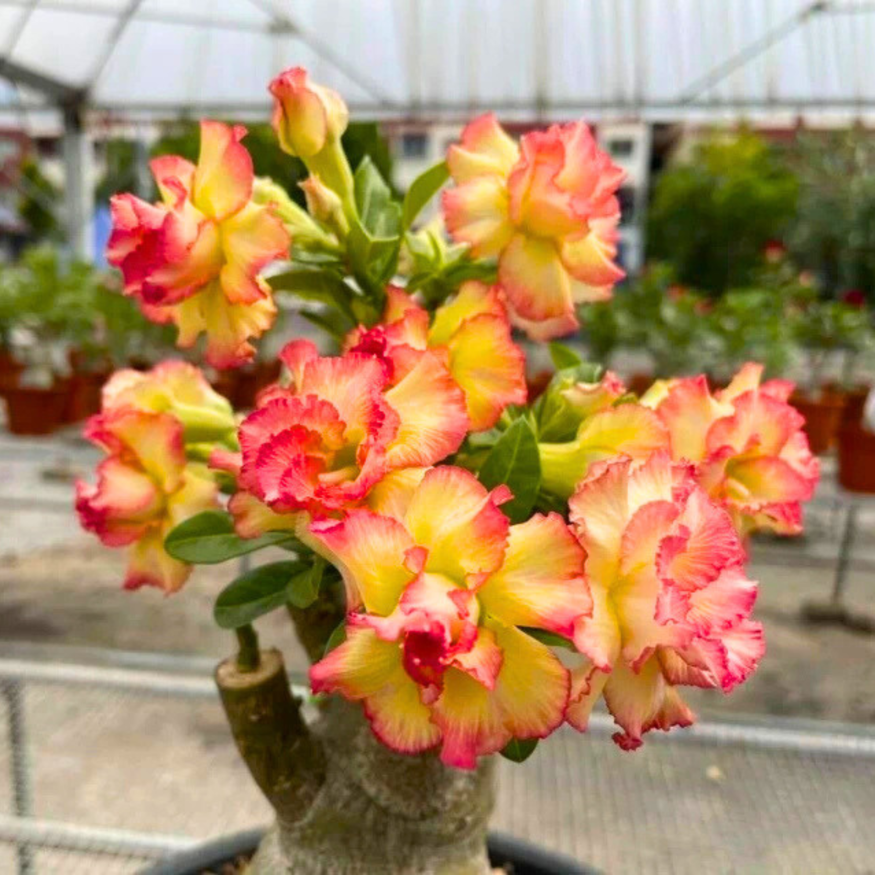 DZ Adenium Rosy Morina Flowering Live Plant