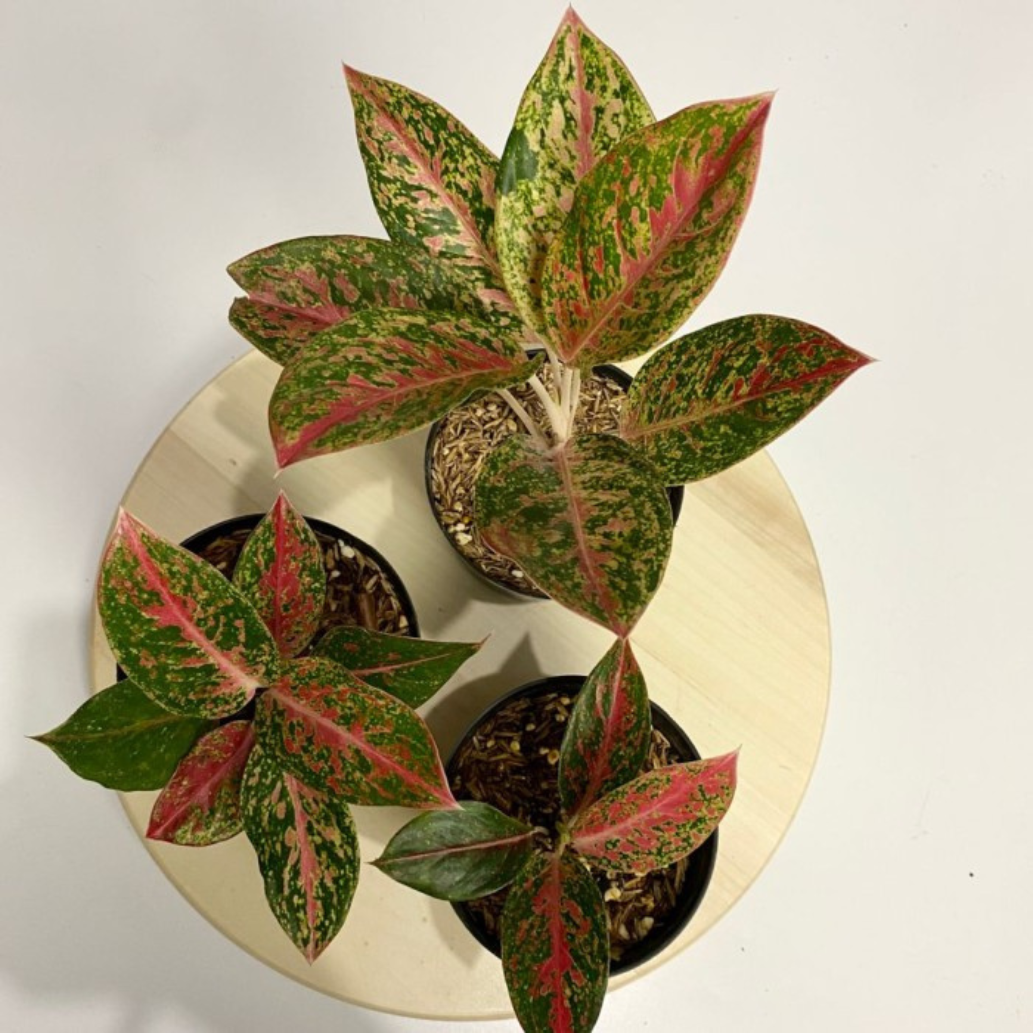DZ Aglaonema Happiness Indoor/Outdoor Live Plant