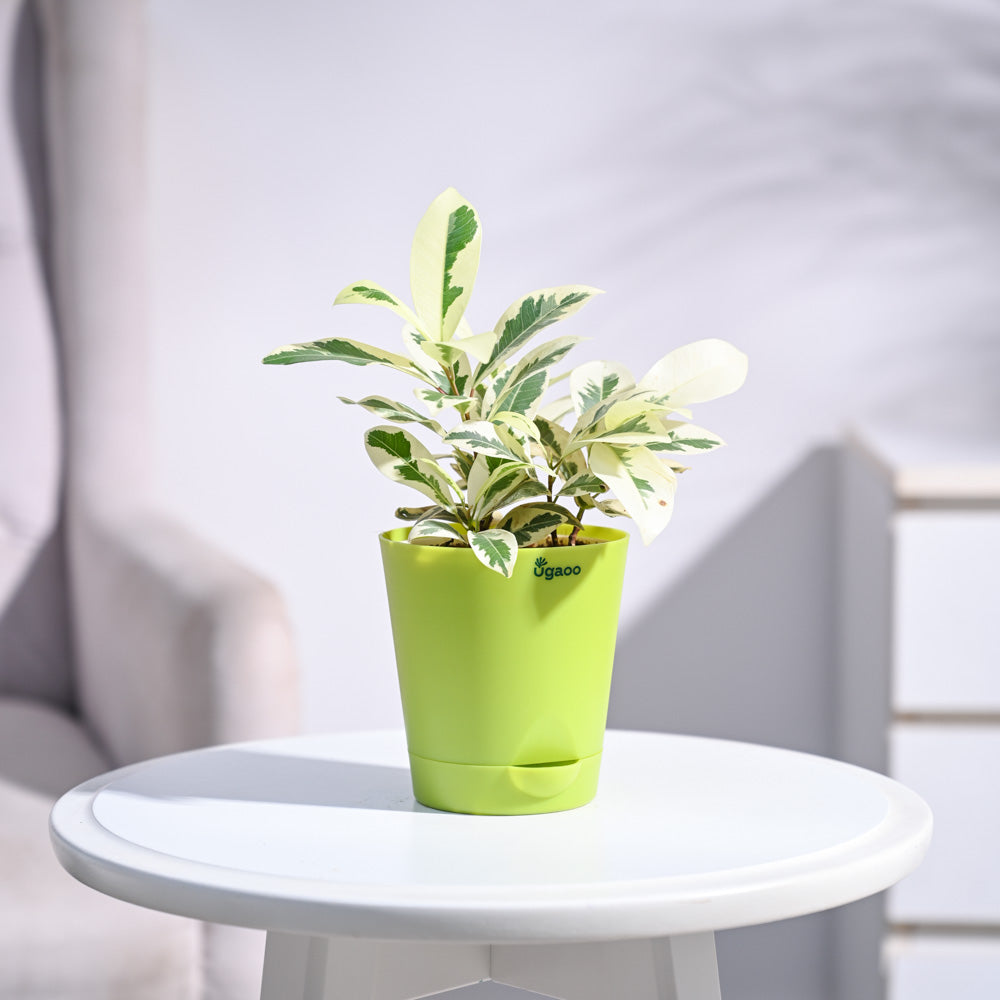 Ugaoo Ficus Prestige Plant - view 79