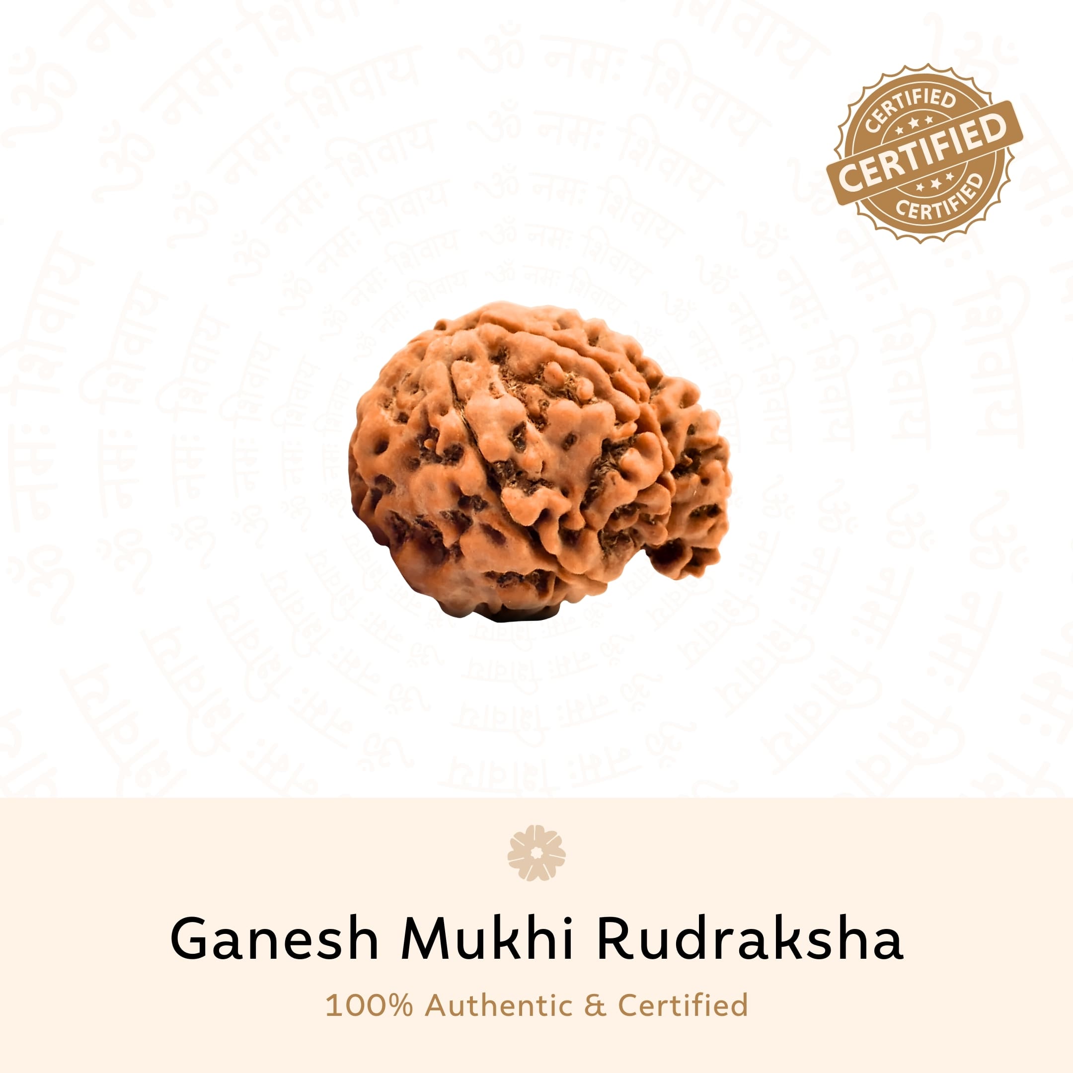 Prinjal Jewellers Ganesh 4 Mukhi Rudraksha (Nepali) - view 2