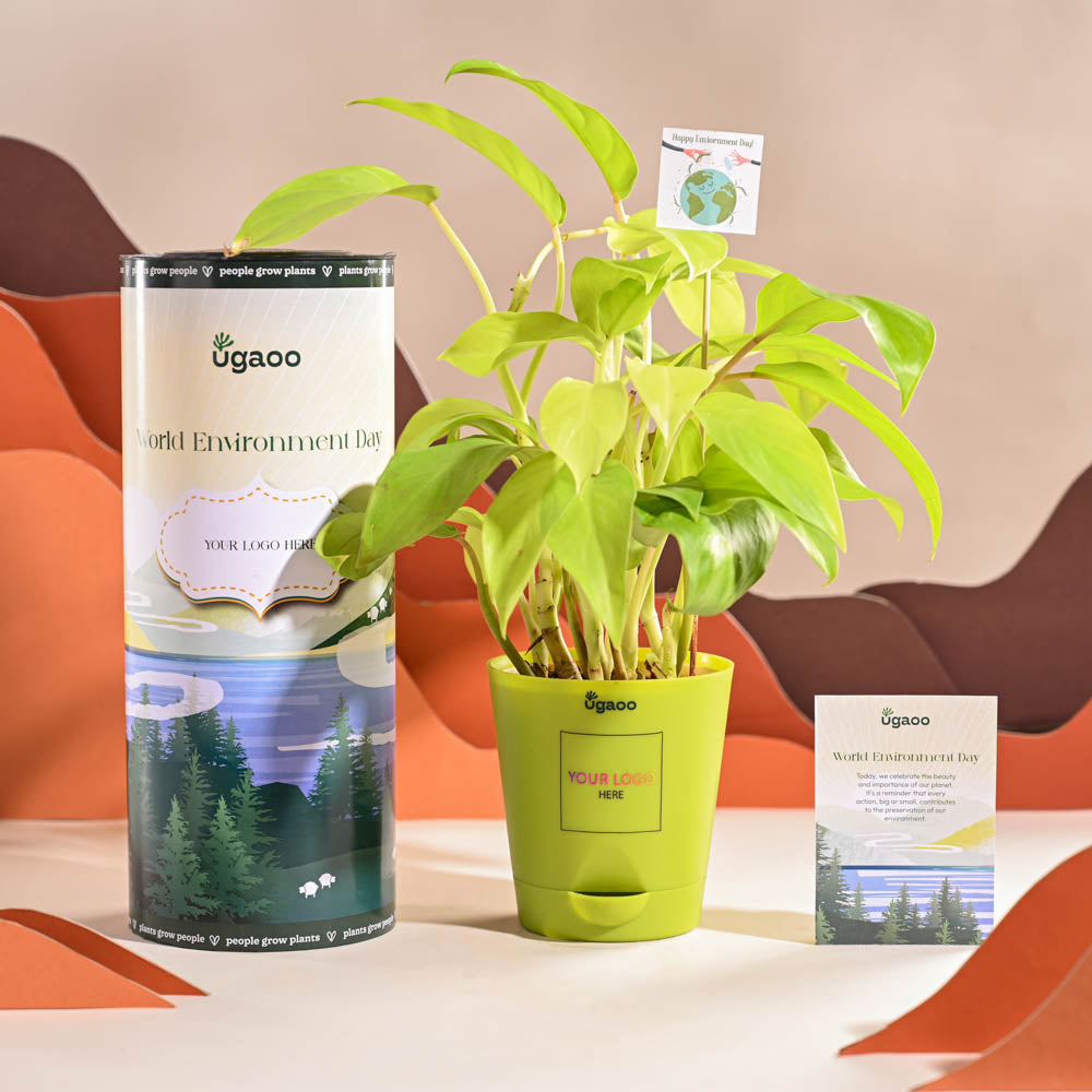 Ugaoo Philodendron Ceylon Golden Plant For Environment Day Gifting - view 14