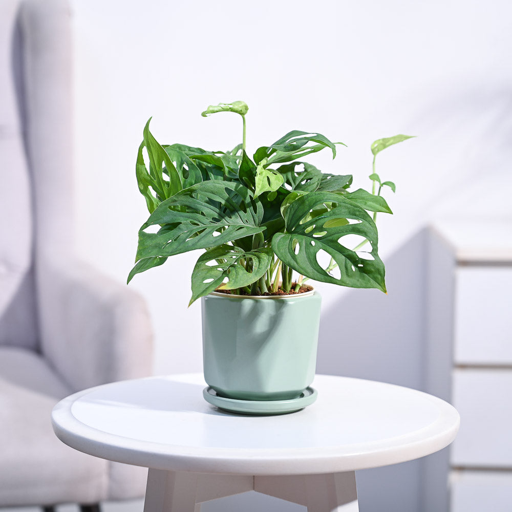 Ugaoo Broken Heart Plant - view 151